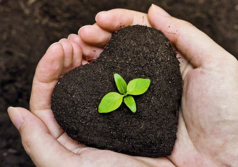 Plants Soil Pots Tools Gardening  - Ylanite / Pixabay